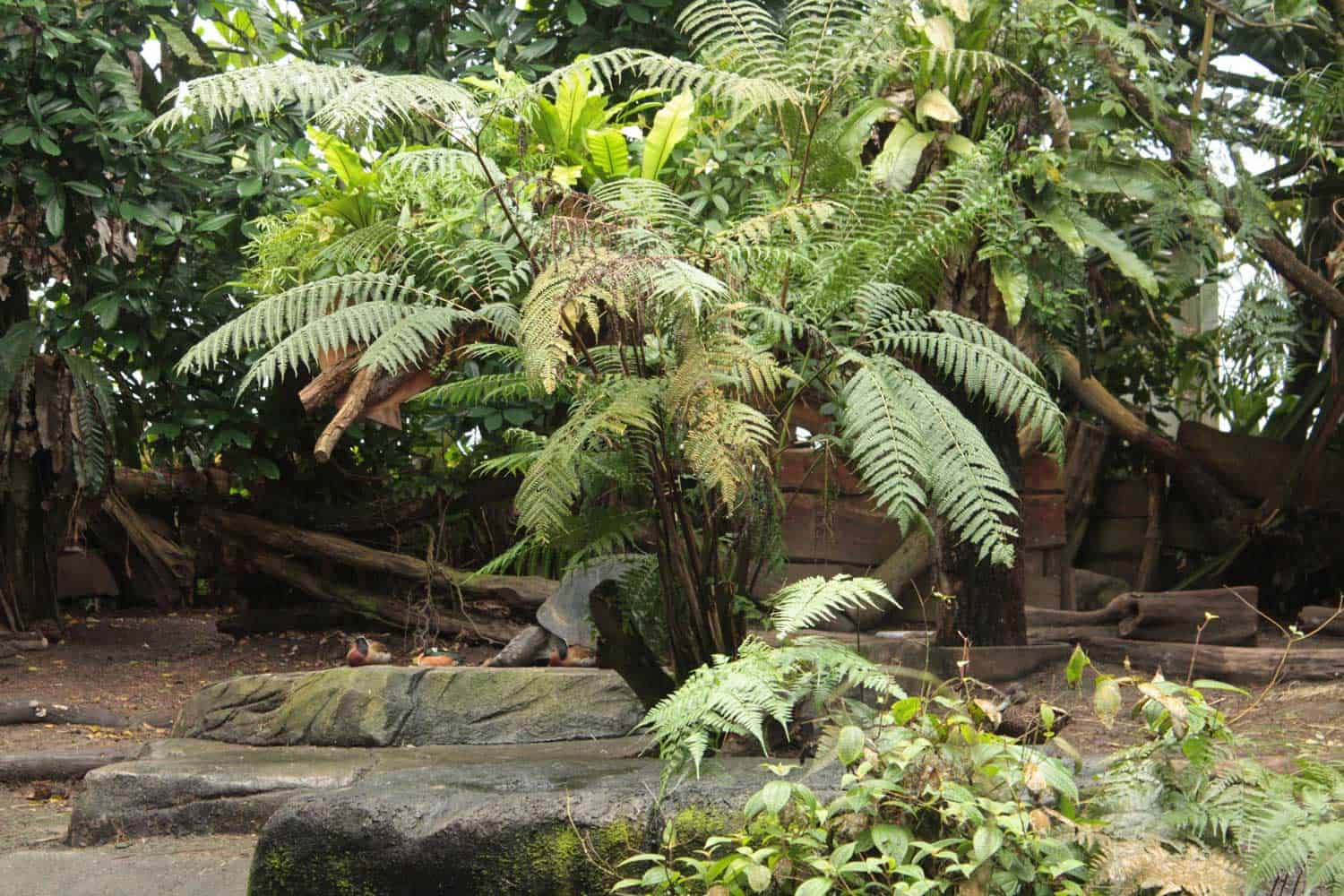 Ein Blick in die Masuala Halle des Züri Zoos. Ein Blick in die Masuala Halle des Züri Zoos.