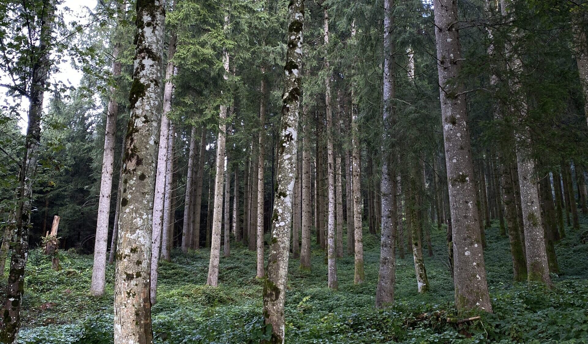 herbstwanderung 2 Wald
